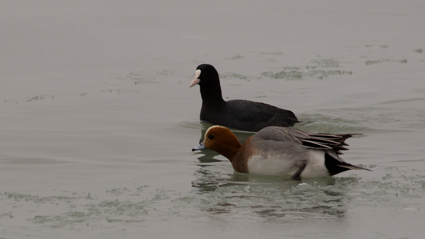 Eurasian Wigeon — Ana fotoğraf
